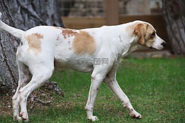 狗,動物,性質(zhì)