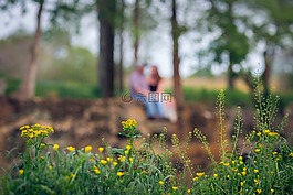 夫婦,訂婚,花
