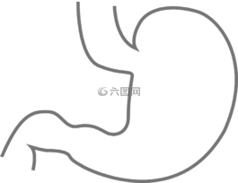 胃,消化系統,生物學