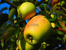 蘋果,蘋果樹,水果