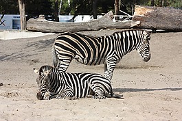 斑馬,動物園,弗羅茨瓦夫