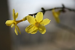 迎春花,微距,狗頭