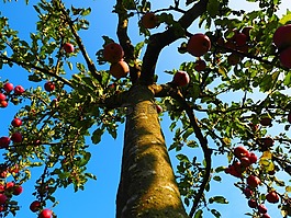蘋(píng)果樹(shù),部落,日志