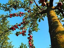 蘋(píng)果樹(shù),部落,日志