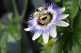 花卉,性質(zhì),激情花