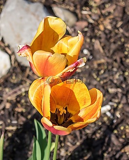 性質(zhì),開(kāi)花,花