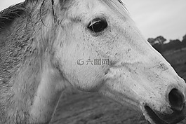 马,配置文件的马,头简介