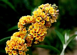 蝴蝶,黃色,植物