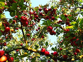 蘋(píng)果,蘋(píng)果樹(shù),水果