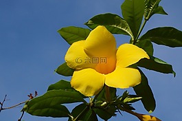 鮮花,黃色,植物區(qū)系