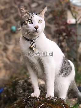 寵物,窗口,弗利納