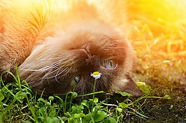 猫,英国短毛猫,纯种
