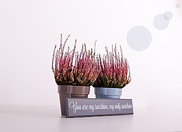 植物,花盆,綠色
