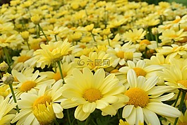 雛菊,黃色,黃色的雛菊