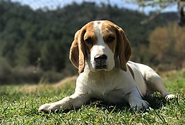 寵物,窗口,動物