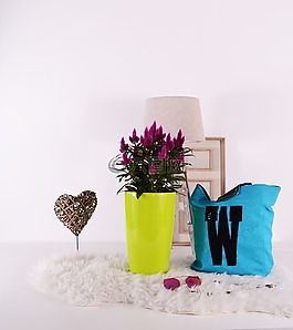 植物,花盆,綠色