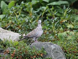 鴿子,鳥(niǎo),夏