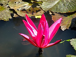 睡蓮,開花,紅色