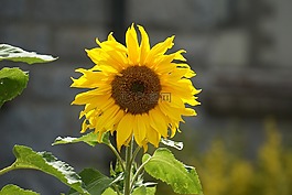 向日葵,花,黃色的花