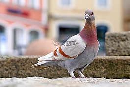 鴿子,鳥,羽毛