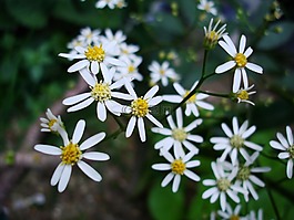 白色,鮮花,春天