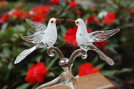 鳥,玻璃,愛情
