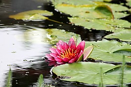 水百合,水廠,花