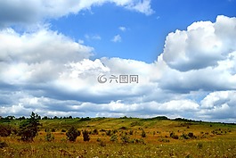 草甸,草,性質