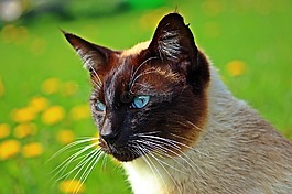 猫,暹罗,品种猫