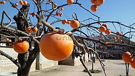 秋季,甜柿,茄子