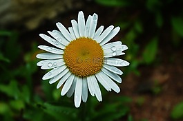 花,花園,性質(zhì)