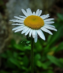 花,花園,性質