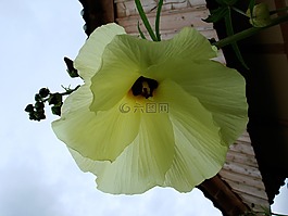 鮮花,黃色花,春天