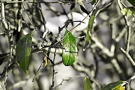 分支機構(gòu),葉子,綠色