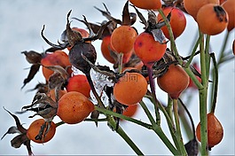 玫瑰果,紅色,水果
