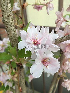 櫻花,日本,關閉