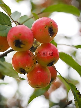 點綴,蘋果,小