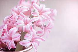 花,風(fēng)信子,粉紅色的花