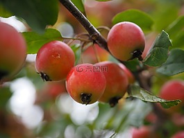 點綴,蘋果,小