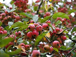 點綴,蘋果,小
