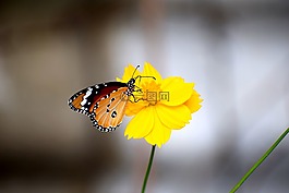 蝴蝶,鮮花,自然