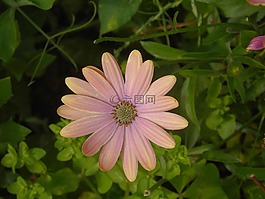 osteospermum,花,开花