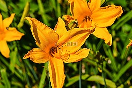 花,自然,植物區(qū)系