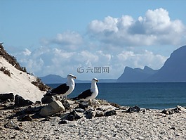 海鷗,多米尼加共和國海鷗,海鳥類