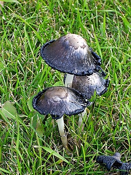 蘑菇,春,草