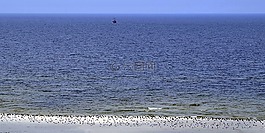海,鳥,海鷗