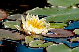 性質(zhì),水生植物,睡蓮