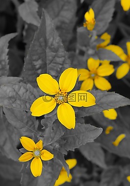 鮮花,夏季,性質(zhì)