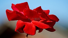 性質(zhì),鮮花,玫瑰