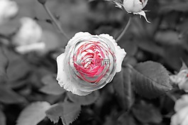 鮮花,夏季,性質(zhì)